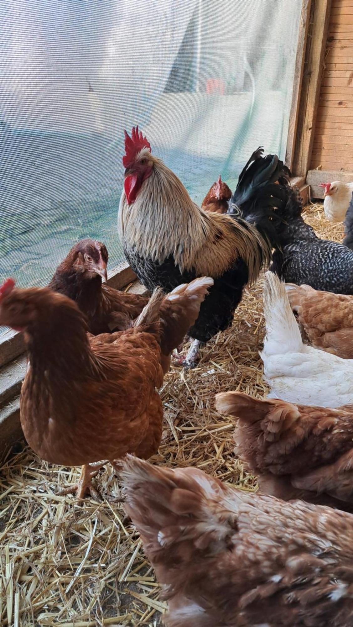 Ferienwohnung Eiernest Briedeler Heck المظهر الخارجي الصورة